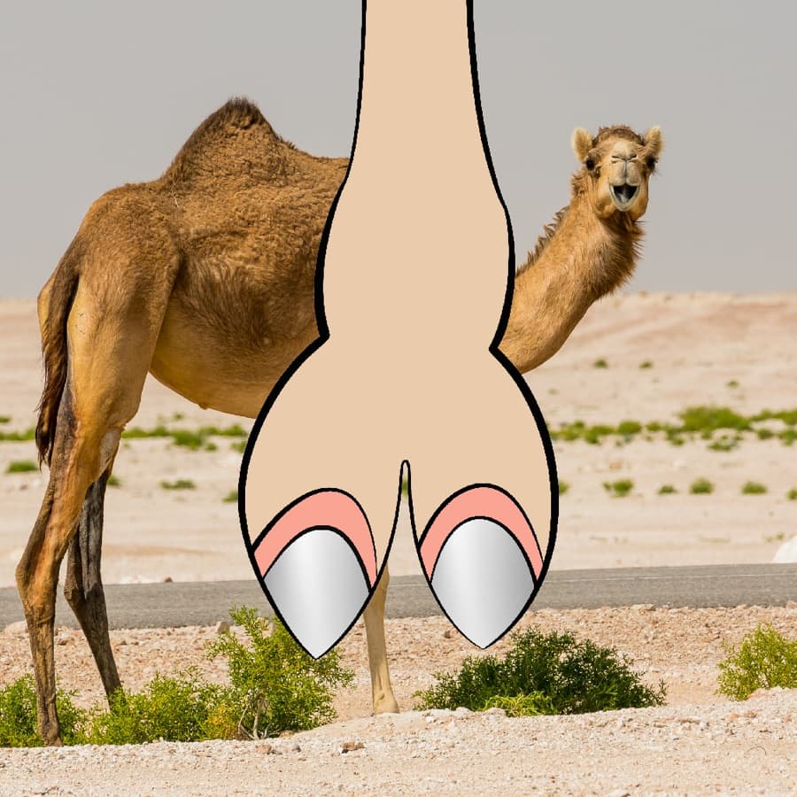CamelToe original artwork #2