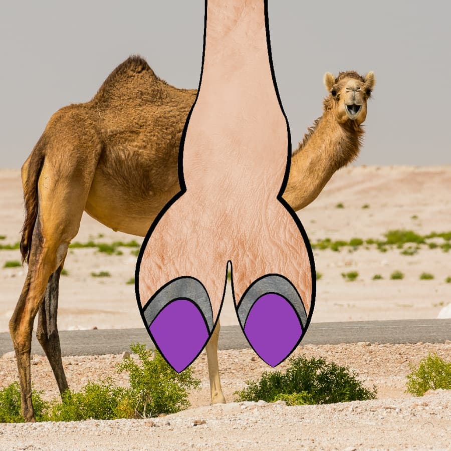 CamelToe original artwork #3
