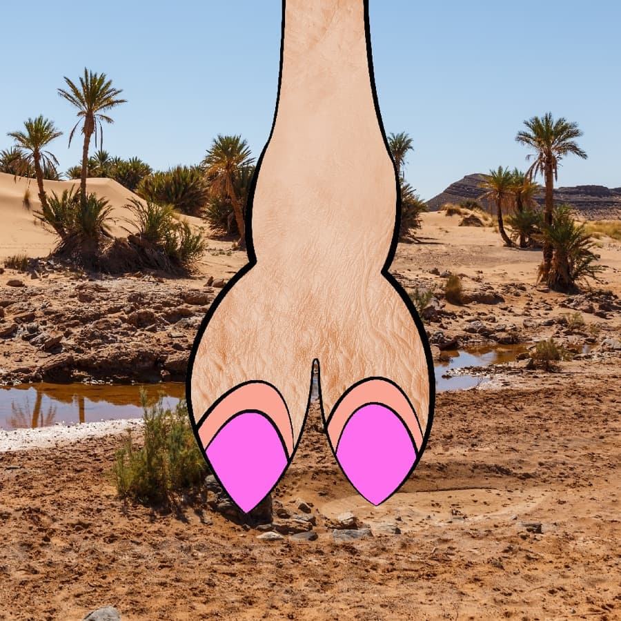 CamelToe original artwork #444