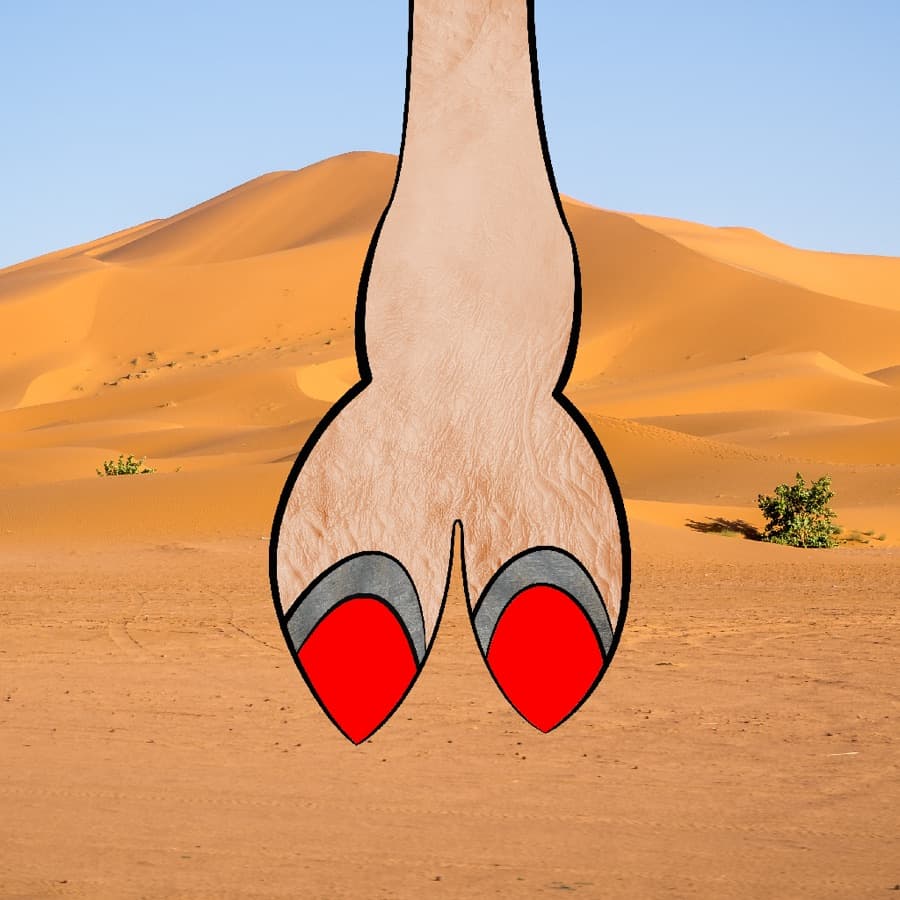 CamelToe original artwork #500